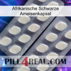 Africa Black Ant Capsule 07